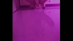 Reproducir ganancias moderadas de masturbación tabby bosomed
